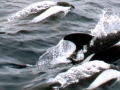 Hourglass Dolphin