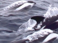 Hourglass Dolphin