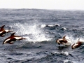 Hourglass Dolphin