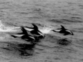 Hourglass Dolphin