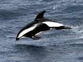 Hourglass Dolphin