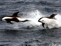 Hourglass Dolphin