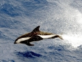 Hourglass Dolphin
