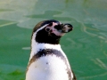 Humboldt Penguin