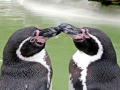 Humboldt Penguin