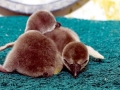 Humboldt Penguin