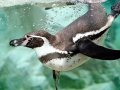 Humboldt Penguin