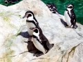 Humboldt Penguin