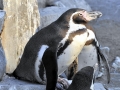 Humboldt Penguin
