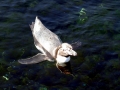 Humboldt Penguin