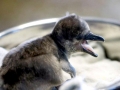 Humboldt Penguin