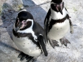 Humboldt Penguin