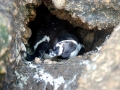Humboldt Penguin