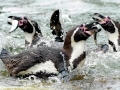 Humboldt Penguin