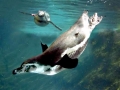 Humboldt Penguin