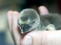 Humboldt Penguin