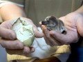 Humboldt Penguin