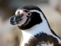 Humboldt Penguin
