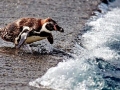 Humboldt Penguin