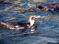 Humboldt Penguin