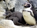 Humboldt Penguin