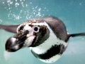 Humboldt Penguin