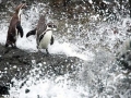 Humboldt Penguin