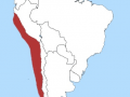Humboldt Penguin