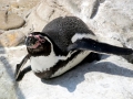 Humboldt Penguin
