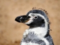 Humboldt Penguin