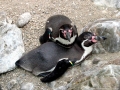 Humboldt Penguin