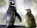Humboldt Penguin