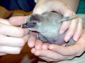 Humboldt Penguin