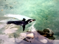 Humboldt Penguin