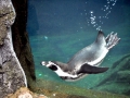 Humboldt Penguin
