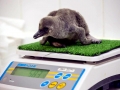 Humboldt Penguin