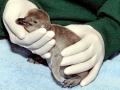 Humboldt Penguin