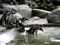 Humboldt Penguin