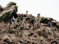 Humboldt Penguin