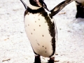 Humboldt Penguin