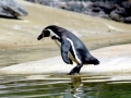 Humboldt Penguin