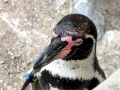 Humboldt Penguin