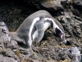Humboldt Penguin