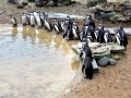Humboldt Penguin