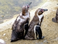 Humboldt Penguin
