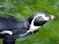 Humboldt Penguin