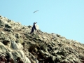 Humboldt Penguin