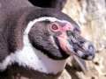 Humboldt Penguin