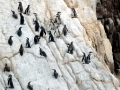 Humboldt Penguin