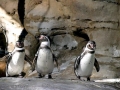Humboldt Penguin